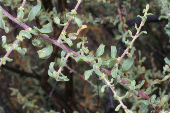  Atriplex polycarpa